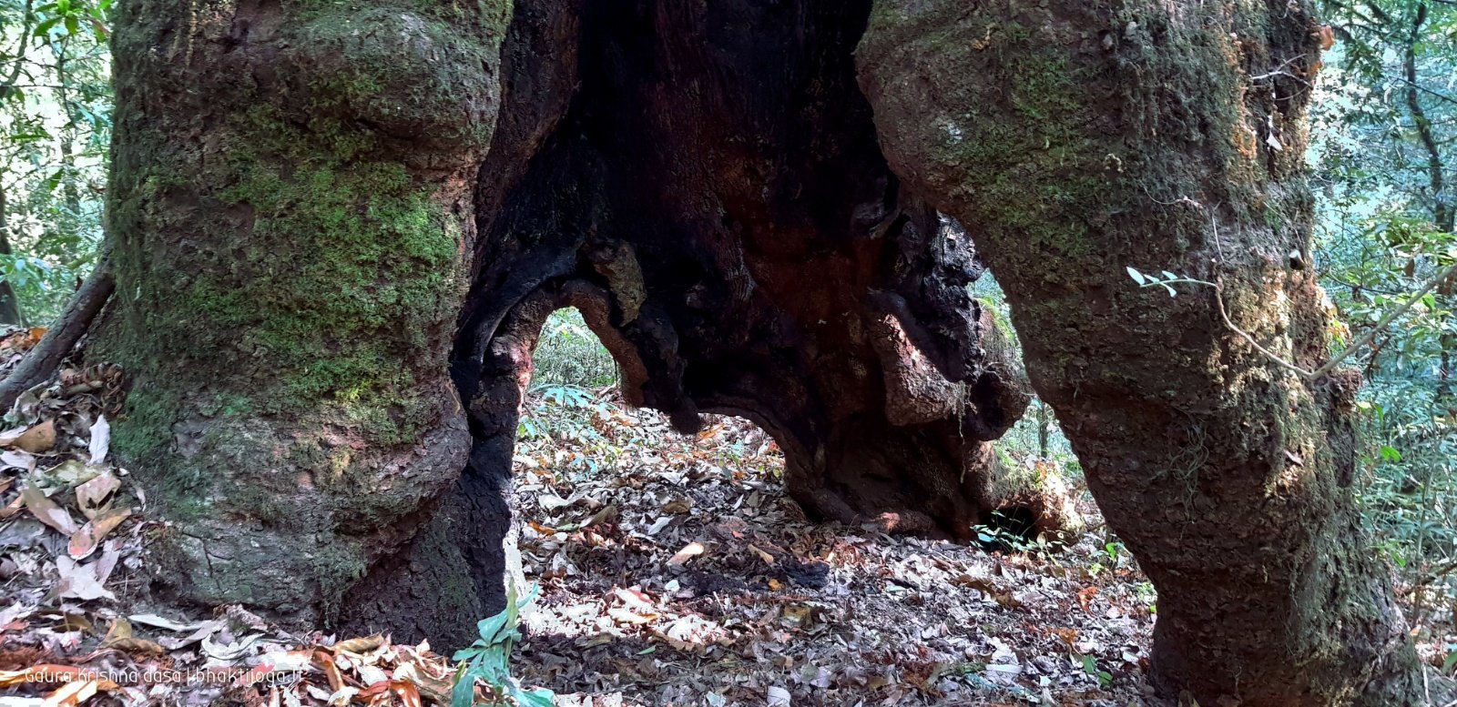  Trees. Shivapuri mountain. Kathmandu. 2019.01.15